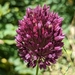 Purple-flowered Garlic - Photo (c) Jakob Fahr, some rights reserved (CC BY-NC), uploaded by Jakob Fahr