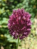 Purple-flowered Garlic - Photo (c) Jakob Fahr, some rights reserved (CC BY-NC), uploaded by Jakob Fahr