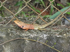 Calotes