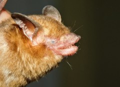 Bickham's Yellow Bat photo 1