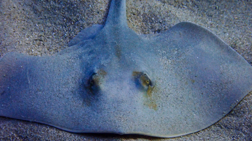 Common Stingray, Epirus, Epirus and Western Macedonia, GR, photo 7 of 10