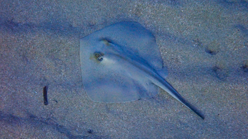 Common stingray (Dasyatis pastinaca) — Dasyatidae — 2