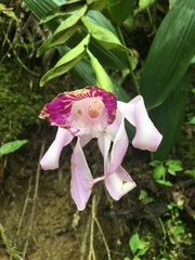 Sobralia rosea