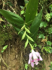 Sobralia rosea