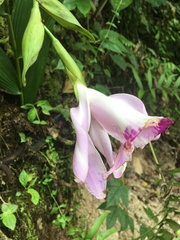 Sobralia rosea