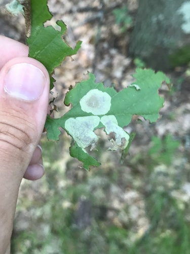 Hazel Blotchminer photo 4
