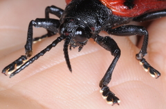 Coraliomela quadrimaculata