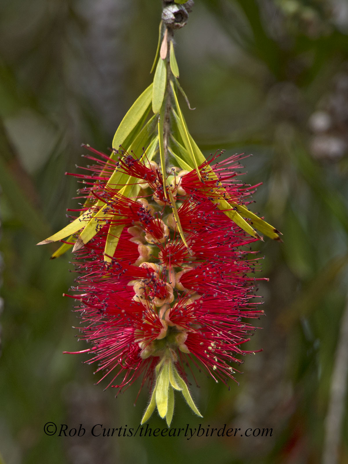 Melaleuca viminalis - Wikipedia