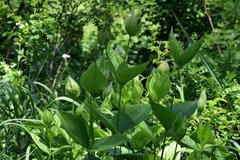 Clematis integrifolia