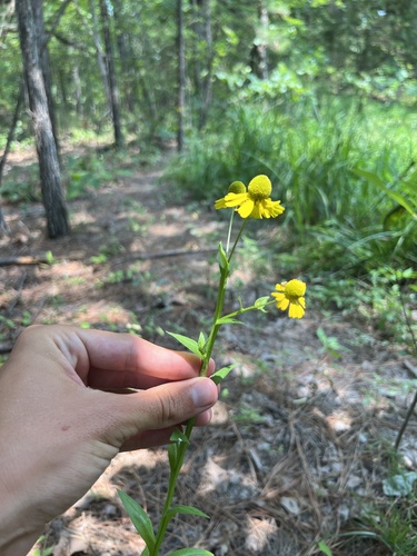 Helenium — photo 1