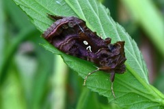Autographa pulchrina