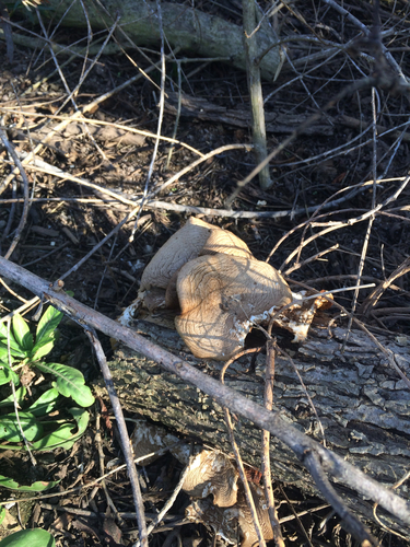 iNaturalist observation photo of Mushrooms, Bracket Fungi, Puffballs, and Allies