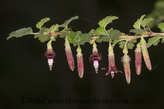 Ribes roezlii