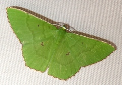 Ornithospila submonstrans