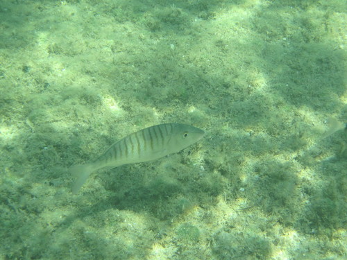 Lithognathus mormyrus
