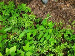 Apocynum androsaemifolium image
