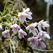 Holboellia latifolia - Photo (c) Elizabeth Byers, algunos derechos reservados (CC BY-NC), subido por Elizabeth Byers