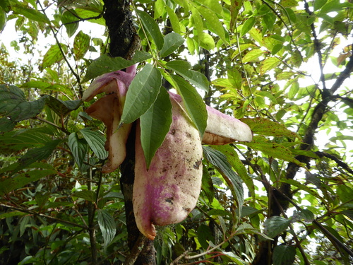 Holboellia latifolia