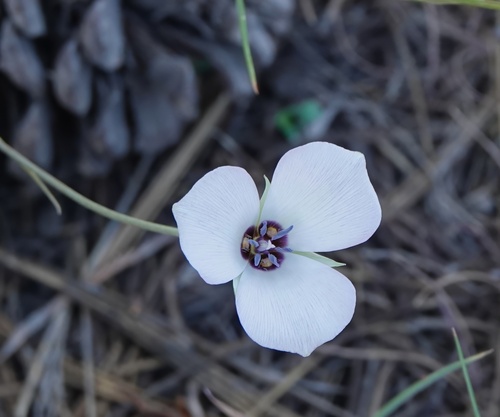Image of Calochortus invenustus by (c) nmoorhatch, some rights reserved (CC BY)