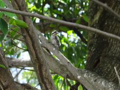 Yungipicus moluccensis