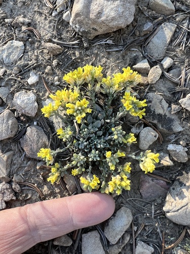 Image of Physaria kingii by no rights reserved