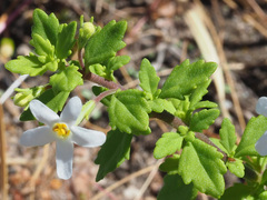 Chaenostoma hispidum