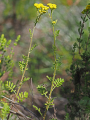Hippia frutescens