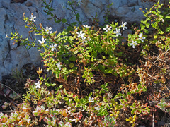 Chaenostoma hispidum