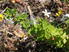 Chaenostoma hispidum
