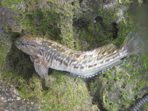 Rock-pool Blenny
