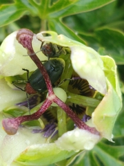 Cacoscelis nigripennis