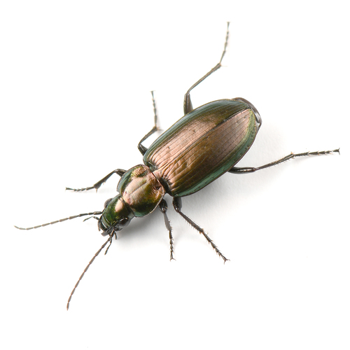 Agonum suturale photo 4