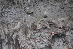Anous stolidus galapagensis