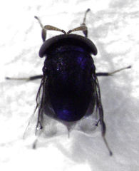 Scutellista caerulea