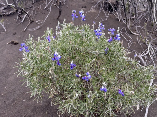 Lupinus ramosissimus