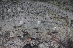 Anous stolidus galapagensis