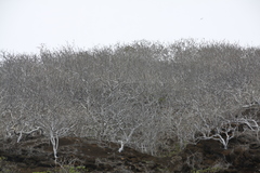 Bursera malacophylla