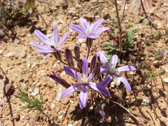 Brodiaea minor