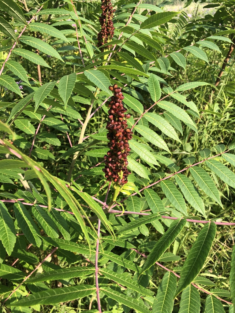 smooth sumac from Camp Grant, Rockford, IL, US on July 16, 2023 at 05