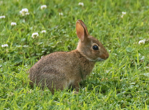 Eastern Cottontail photographed in Tennessee