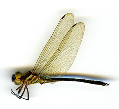 Brechmorhoga nubecula