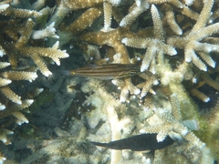 Ostorhinchus angustatus