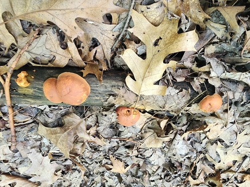 Gymnopilus