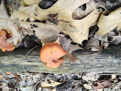 Gymnopilus (Photo 2 of 6)
