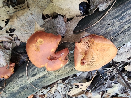 Gymnopilus (Photo 3 of 6)