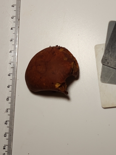 Gymnopilus (Photo 4 of 6)