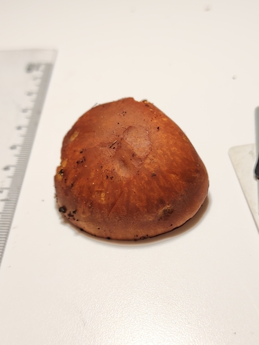 Gymnopilus (Photo 5 of 6)