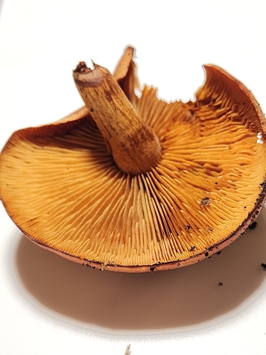 Gymnopilus (Photo 6 of 6)