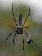 Trichonephila inaurata madagascariensis