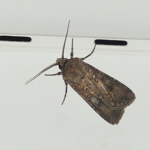 Agrotis segetum